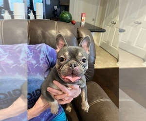 French Bulldog Puppy for sale in LEAGUE CITY, TX, USA