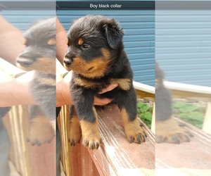 Rottweiler Puppy for sale in DENNISON, MN, USA
