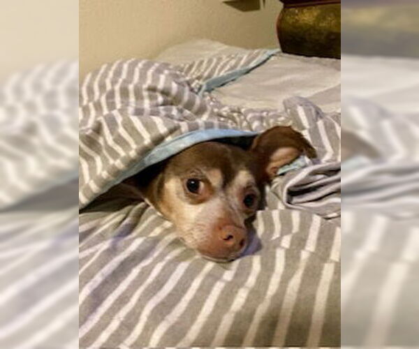 Medium Photo #2 Chihuahua-Unknown Mix Puppy For Sale in Tampa, FL, USA