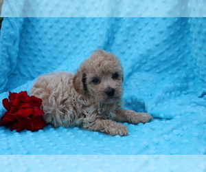 Bichpoo Puppy for sale in SHILOH, OH, USA