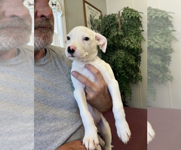 Medium Photo #2 Mutt Puppy For Sale in Osgood, IN, USA