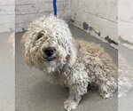 Small Poodle (Miniature) Mix