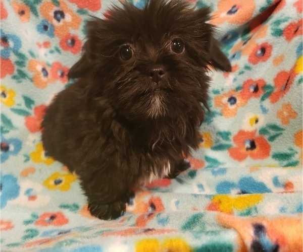 Medium Photo #3 Shorkie Tzu Puppy For Sale in WALSH, IL, USA