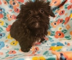 Small Photo #3 Shorkie Tzu Puppy For Sale in WALSH, IL, USA