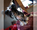 Small Photo #7 Chinese Crested Puppy For Sale in AURORA, CO, USA