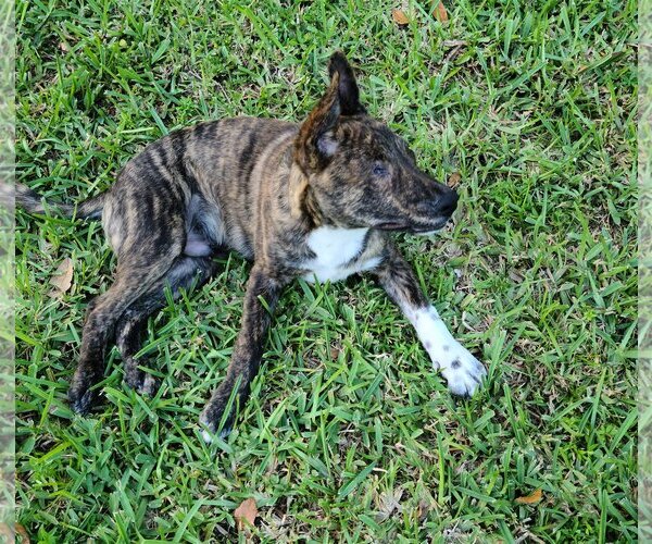 Medium Photo #3 Dutch Shepherd -Unknown Mix Puppy For Sale in Royal Palm Beach, FL, USA