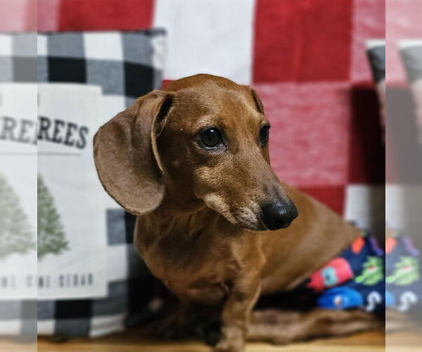 Medium Photo #23 Dachshund Puppy For Sale in Fruitland, SC, USA
