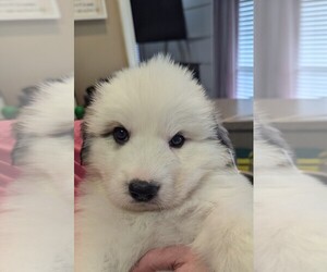 Great Pyrenees Puppy for sale in LITTLE ROCK, AR, USA
