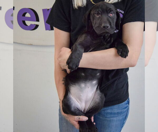 Medium Photo #4 Mutt Puppy For Sale in Huntley, IL, USA