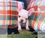 Puppy Puppy 1 French Bulldog