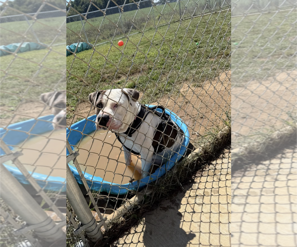 Medium Photo #4 Bullmastiff-Unknown Mix Puppy For Sale in Maryville, TN, USA