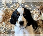Small #1 English Springer Spaniel