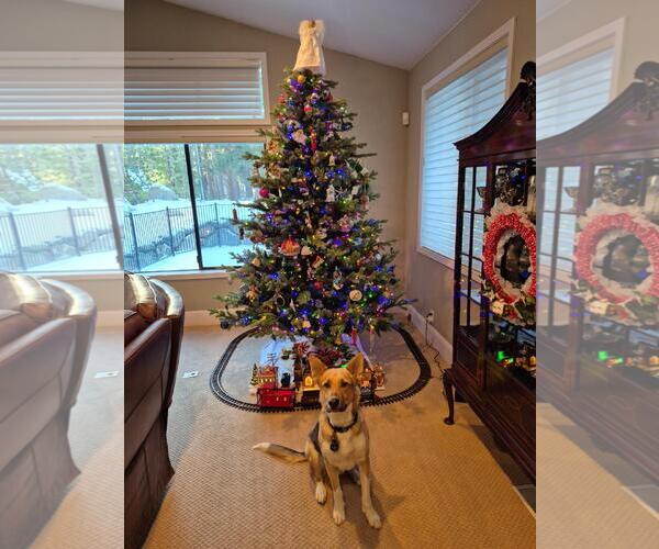 Medium Photo #2 German Shepherd Dog-Unknown Mix Puppy For Sale in Incline Village, NV, USA