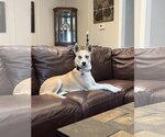 Small Photo #8 Basenji Puppy For Sale in Dallas, TX, USA