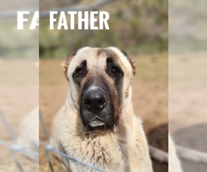 Father of the Kangal Dog puppies born on 05/16/2025