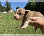 Puppy Autumn Australian Shepherd