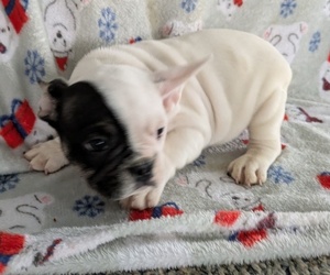 Medium French Bulldog
