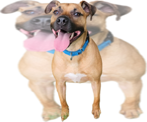 Black Mouth Cur-Unknown Mix Dogs for adoption in Orange Grove, TX, USA