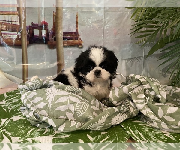 Medium Photo #3 Shih Tzu Puppy For Sale in WINSTON SALEM, NC, USA