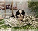 Small Photo #3 Shih Tzu Puppy For Sale in WINSTON SALEM, NC, USA