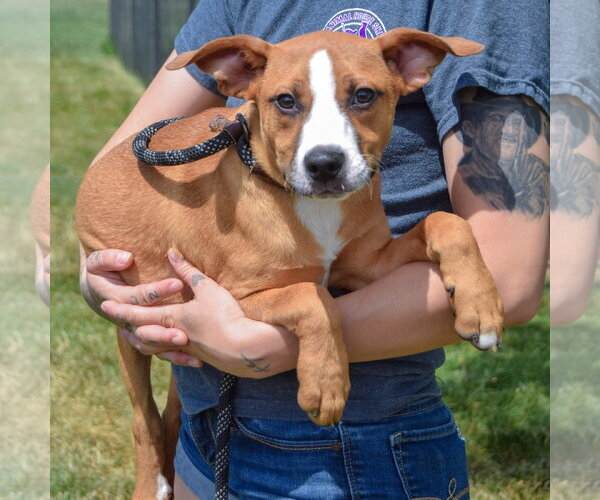 Medium Photo #8 Boxer-Bull Terrier Mix Puppy For Sale in Huntley, IL, USA