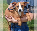 Small #7 Boxer-Bull Terrier Mix