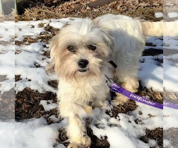 Medium Photo #1 Mutt Puppy For Sale in Newfield, NJ, USA