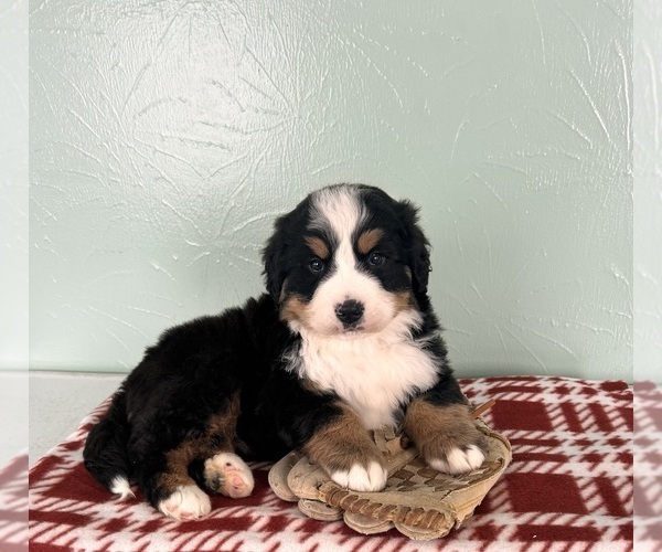 Medium Photo #1 Bernese Mountain Dog Puppy For Sale in MIDDLEBURY, IN, USA