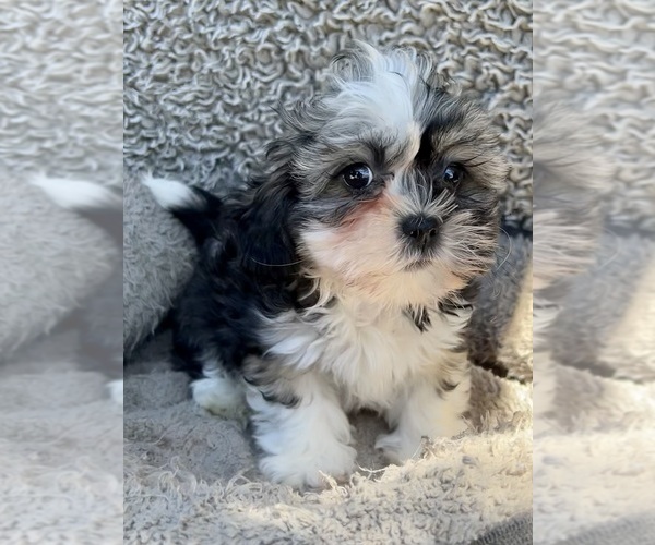 Medium Photo #1 Zuchon Puppy For Sale in RENO, NV, USA