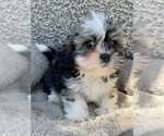 Puppy Mookie Zuchon