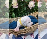 Small Photo #10 Dalmatian Puppy For Sale in VASSALBORO, ME, USA