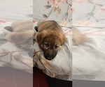 Small Photo #15 German Shepherd Dog Puppy For Sale in ANKENY, IA, USA
