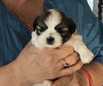 Small Photo #7 Shih Tzu Puppy For Sale in KLONDIKE, TX, USA