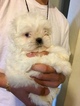 Small #1 Shih Tzu