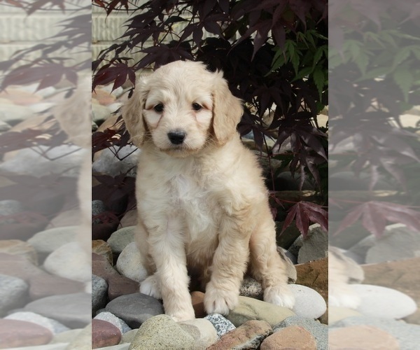 Medium Photo #9 Goldendoodle Puppy For Sale in FREDERICKSBURG, OH, USA