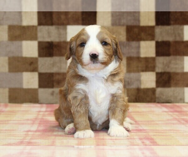 Medium Photo #7 Bernedoodle (Miniature)-Cavapoo (Miniature) Mix Puppy For Sale in DENVER, PA, USA