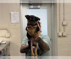 German Shepherd Dog Dogs for adoption in Grand Prairie, TX, USA
