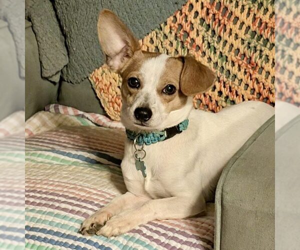 Medium Photo #1 Chihuahua-Unknown Mix Puppy For Sale in Spring Lake, NC, USA