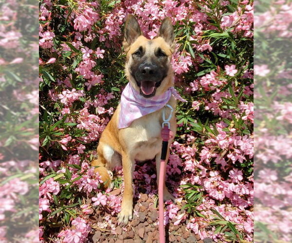 Medium Photo #8 Mutt Puppy For Sale in Fresno, CA, USA