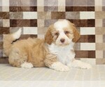 Harley - Male Bernedoodle (Miniature) Puppy for Sale - Photo #2
