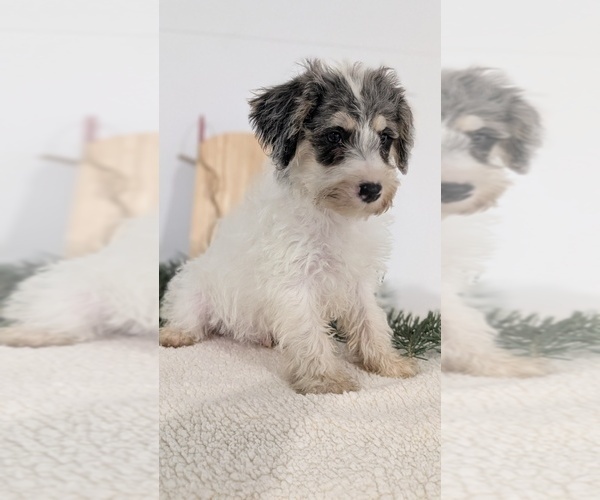 Medium Photo #32 Schnoodle (Miniature) Puppy For Sale in GOSHEN, IN, USA