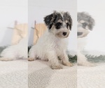 Small #12 Schnoodle (Miniature)