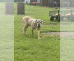 Small #3 Mutt