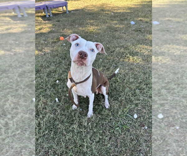 Medium Photo #3 Mutt Puppy For Sale in Evansville, IN, USA