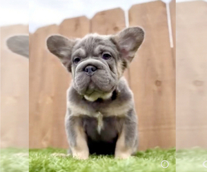 Medium French Bulldog