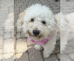 Cavapoo (Miniature) Dogs for adoption in Mundelein, IL, USA