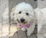 Small Cavapoo (Miniature)