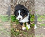 Small Photo #1 Australian Shepherd Puppy For Sale in WEATHERFORD, TX, USA