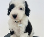Small Photo #105 Sheepadoodle Puppy For Sale in HUNTINGTON BEACH, CA, USA