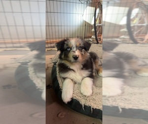 Border-Aussie Puppy for sale in NASHVILLE, TN, USA